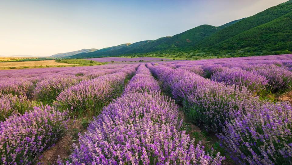 Rows of purples flowers with green mountains in the background