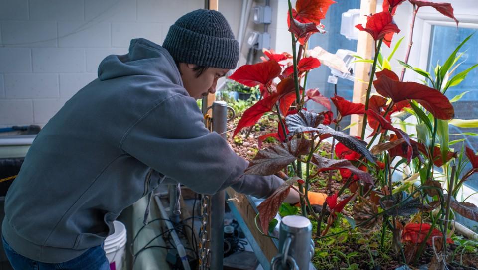 一名学生在水培实验室里研究一株高大的红色植物