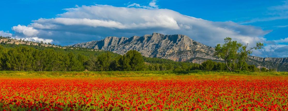 A rocky mountain behind a field of red tulips