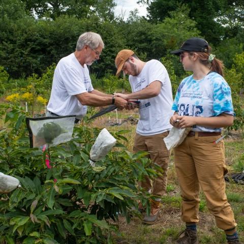 Professor Tom Klak works with student researchers on restoring the American chestnut tree.